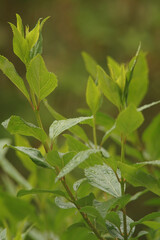 Poster - Selective of beautiful green leaves