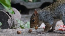 Grey Squirrel Feeding On Nuts And Taking Them For Storage In Urban House Garden.