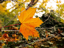 The Autumn Leaves In The Barbed Wire Fence