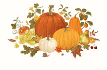 Harvest. Pumpkins And Fruits. Autumn Botanical Illustration.