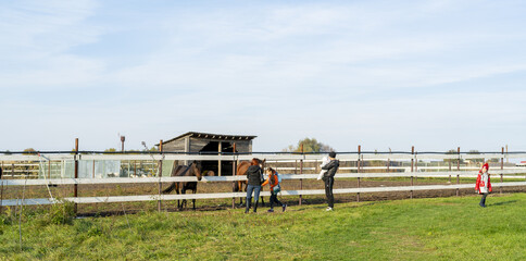 Wall Mural - Pet horse in the paddock at the farm. Pets on a summer day.