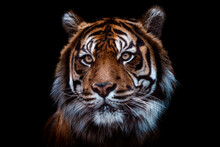 Front View Of Sumatran Tiger Isolated On Black Background. Portrait Of Sumatran Tiger (Panthera Tigris Sumatrae)