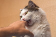 An angry domestic cat bites the owner's hand painfully