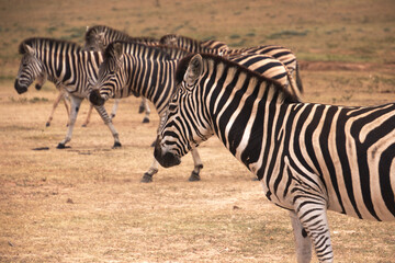 Canvas Print - Zebras in South Africa.