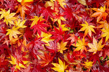 Autumn Background. Red And Yellow Maple Leaves Wet In The Rain Piled Up In Filed. Top View.
