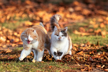 Wall Mural - two cats walking in autumn sunny garden among fallen leaves