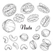 © AnnKis - Freehand drawing nuts. Pistachios, cashews, peanuts, almonds, seeds, chestnut, pine nuts.