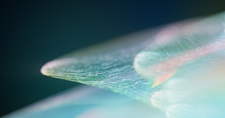 Poster - microscopic fairy wings or petal with iridescent rainbow gradient. smooth abstract wings, curved tex