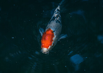 Canvas Print - Closeup shot of a coho fish swimming in the water