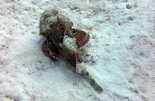 Scorpionfish Scorpaena Porcus Dwelling On A Sandy Ocean Bottom