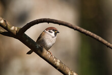 Close Up Of A Tree Sparrow