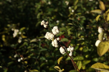 Wall Mural - Fruits of the snow berries, symphoricarpos albus