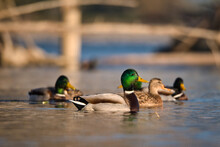A Group Of Mallards Swims By The Lake