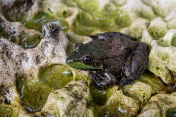 Canvas Print - macro photograph of a frog on a rock