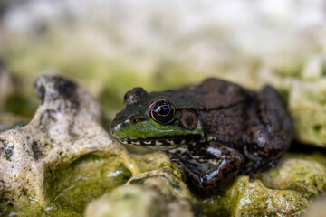 Canvas Print - macro photograph of a frog on a rock