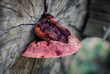 A Macro Photograph Of A Large Flat Mushroom Growing Out Of The Decaying Stump Of A Tree Along The Shoreline Of Buttermere In The Lake District, Cumbria.