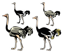 Package Of Ostrich Illustrations.
Vector Illustration Of Different Ostriches