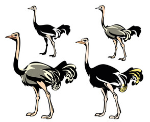 Package of ostrich illustrations.
Vector illustration of different ostriches