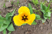 Springtime. Yellow Tulips In Full Bloom In A Garden Flower Bed 