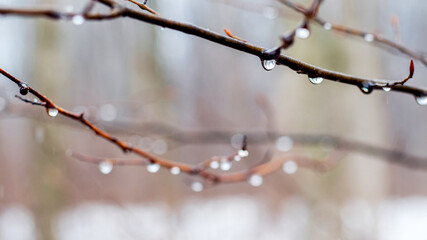 Raindrops on a bare branch in the spring during the melting snow