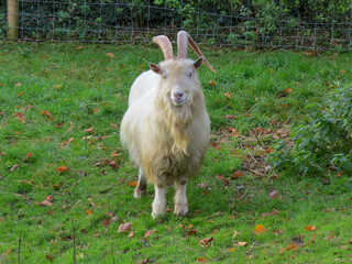 Wall Mural - pretty white goat with horns and a long beard