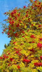 Wall Mural - rowan or mountain ash with bright red berries in sunny autumn da
