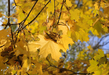 Wall Mural - bright yellow branches of autumn maple with winged seeds