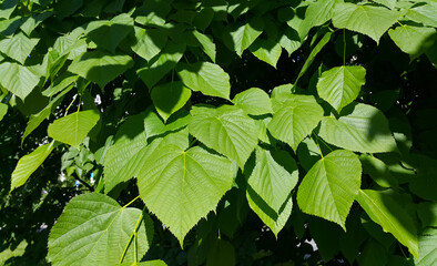 Wall Mural - fresh green leaves of spring linden tree lit by sunlight