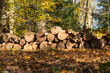 brennholz feuerholz holz scheid abholzung wald