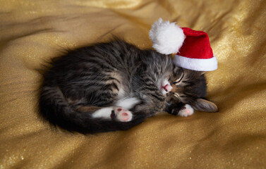 Wall Mural - gray tabby kitten and santa hat sleeping new year christmas card on light gold background