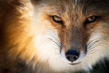 Closeup Of The Fox Eyes. Animal Portrait.