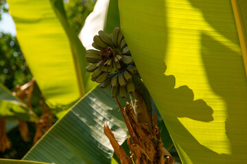Wall Mural - Bunches of bananas on a tree, wild bananas on a palm tree.