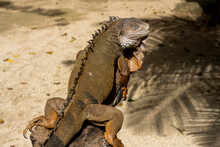 Land Iguana In Mauritius Island. High Quality Photo