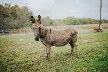 Poster - Beautiful shot of a donkey in a field in daylight