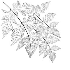 Wall Mural - Black white leaves line art