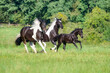  Three horses, warmblood horse baroque type, barock pinto, a cute 3 month old foal, barock black, running together with its dam and 2 years old sister, in a green grass meadow, Germany 