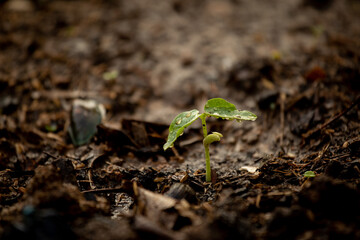 Wall Mural - Young plant growing on soil with drop water on leaf. Green sprout growth for saving energy for earth day concept