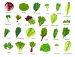 Salad leaves set. Pea shoots, watercress, dandelion, arucula, mizuna, iceberg and collard. Tatsoi, romaine lettuce, rhubarb, kale, lactuca, radicchio, pak choi, oak leaf, batavia and chard salad.