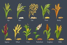 Grass Cereal Crops, Agricultural Plant Vector Illustration. Cereal Plants Of Rice, Wheat, Corn, Rye, Barley, Millet, Buckwheat, Sorghum, Oat, Quinoa And Proso. Set Heap Grains Seeds, Farm Crop Harvest