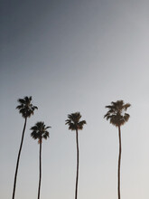 Palmtrees Blue Sky