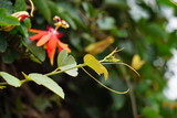Fototapeta Storczyk - Passiflora coccinea (scarlet passion flower, red passion flower, Granadila merah) on the tree. . It produces edible fruit.