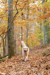 Joyka the Golden Retriever is enjoying his morning hike in the woods of Western Pennsylvania, USA. It's November but the weather is sunny and warm. The fall foliage is yellow and red and the beige dog