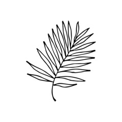 Wall Mural - Sketch tropical leaf in line art style. Doodle chamaedorea. Outline jungle plant. Hand drawn exotic leaves vector illustration isolated on white background