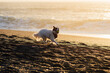 Dog in Bandana Playing at Beach During Sunset