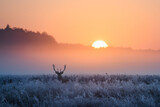 Fototapeta Na ścianę - Winter morning with deer