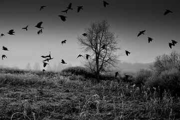 black and white winter landscape and a flock of birds