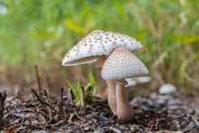 Two Brown Fly Agaric Mushrooms