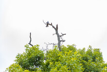 Mississippi Kite Perched On Tree Limb