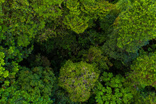 Close Up Of A Tropical Forest Canopy: Different Layers Of Leaves Are Covering The Forest Floor