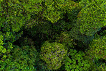 Wall Mural - Close up of a tropical forest canopy: different layers of leaves are covering the forest floor